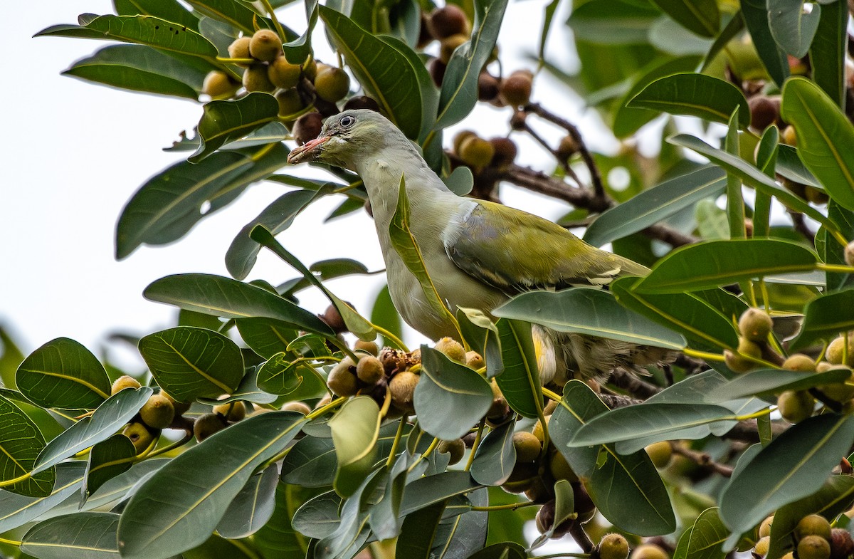 African Green-Pigeon - ML646538349