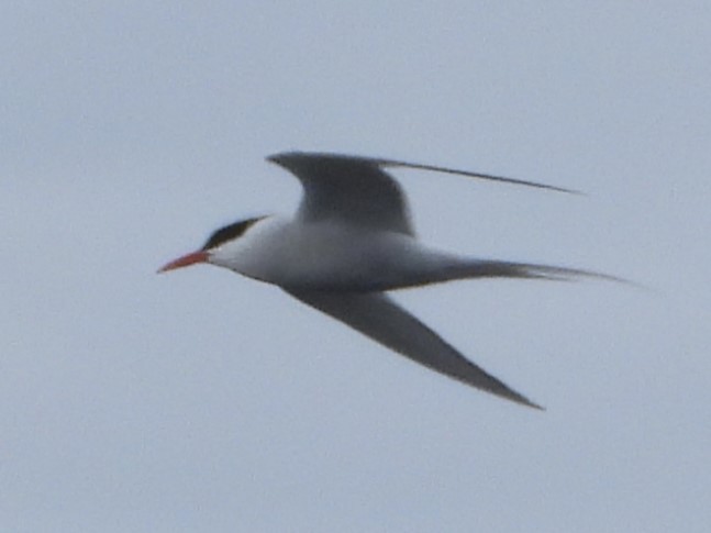 South American Tern - ML646538350