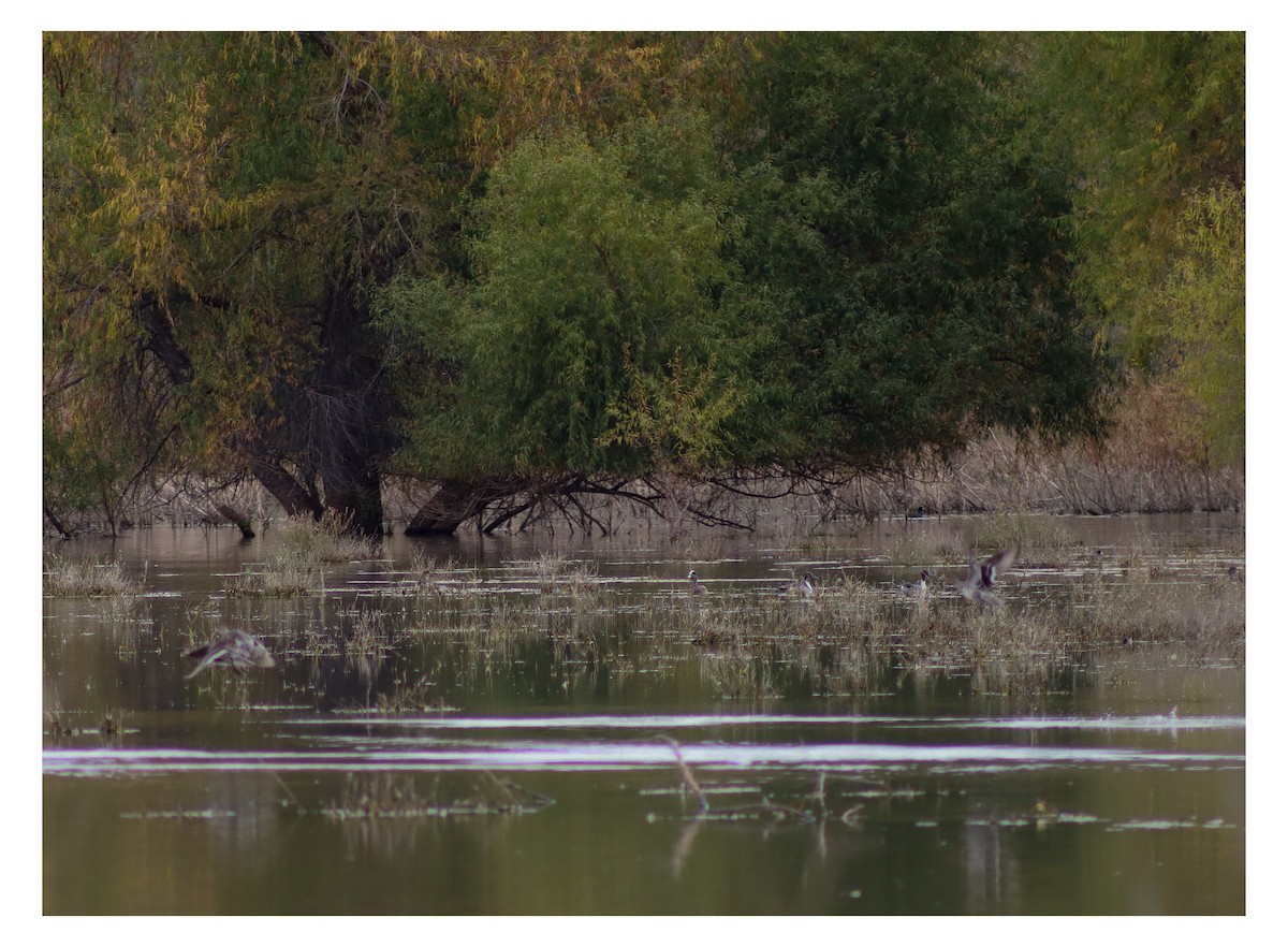 Ahate txistulari amerikarra - ML646538352