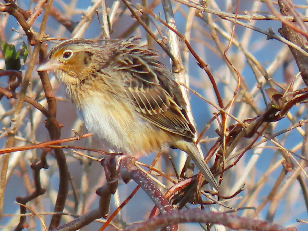 Grasshopper Sparrow - ML646538353