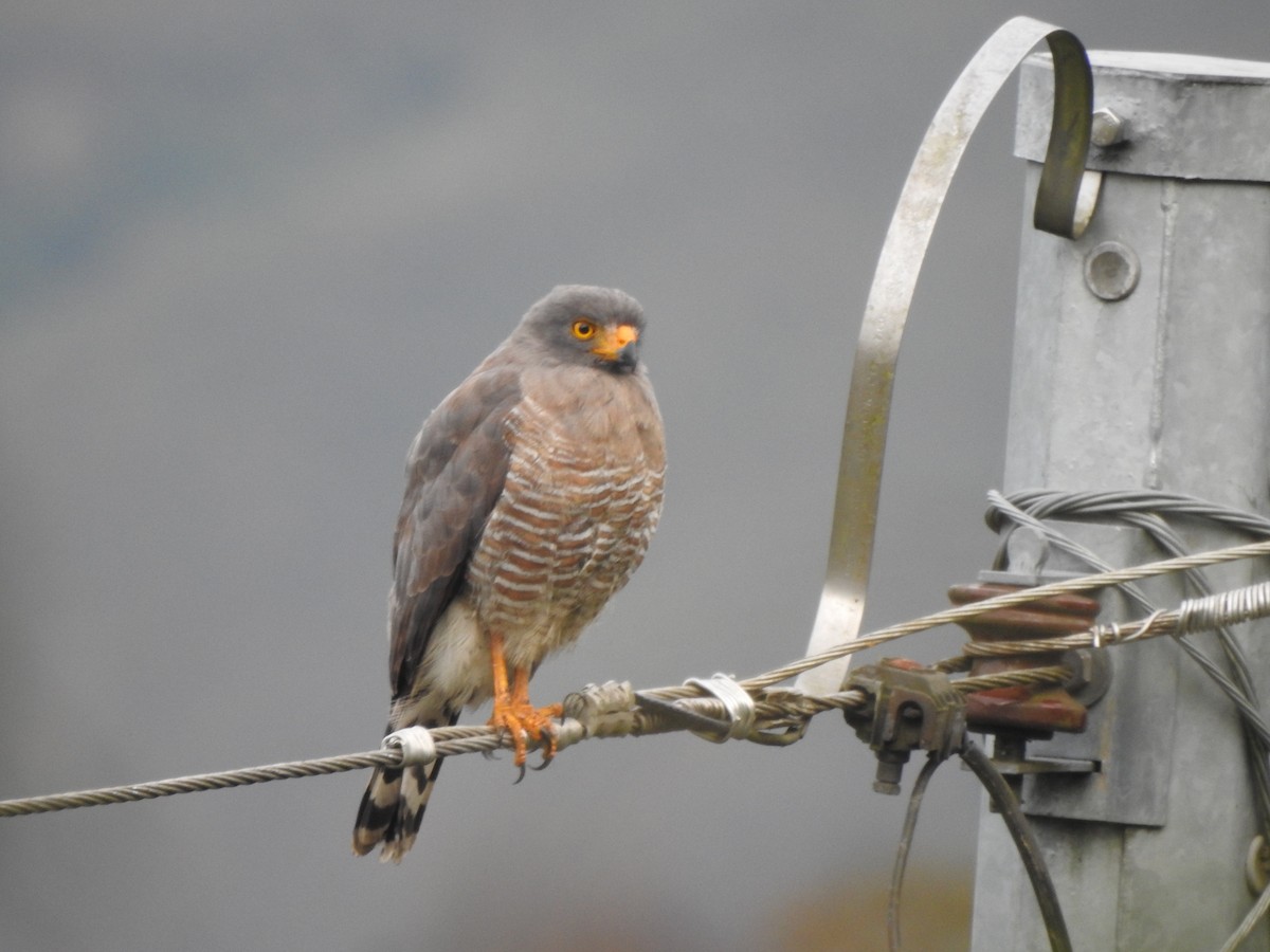 Roadside Hawk - ML646538355