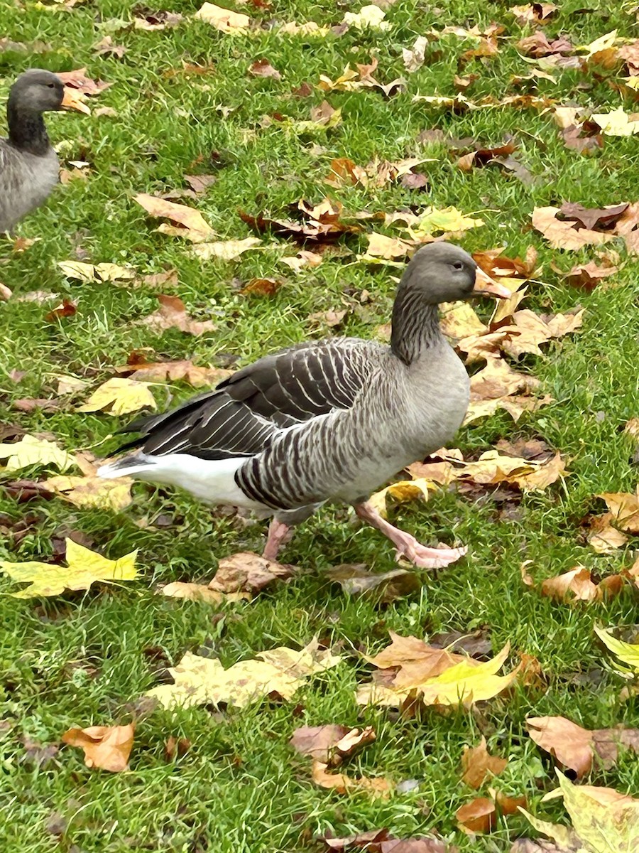 Antzara hankagorrizta - ML646538356