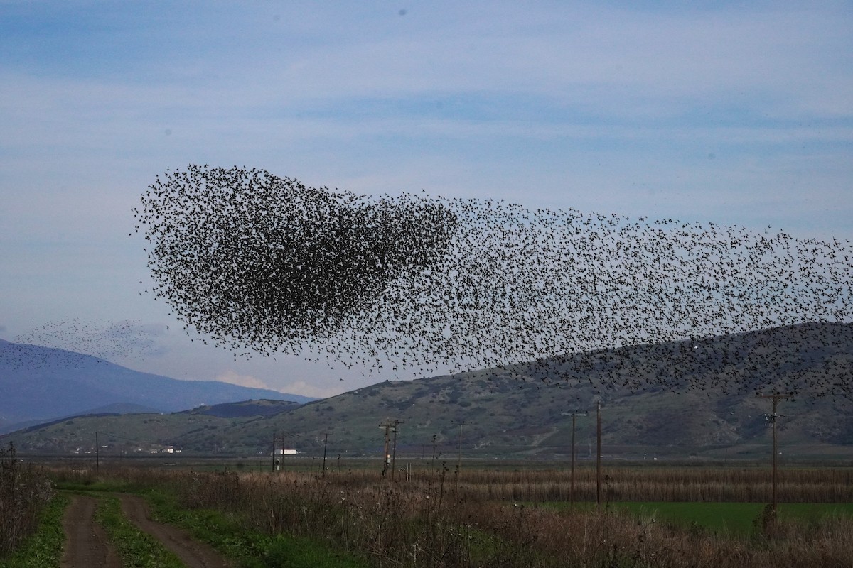 Arabazozo pikarta - ML646538357