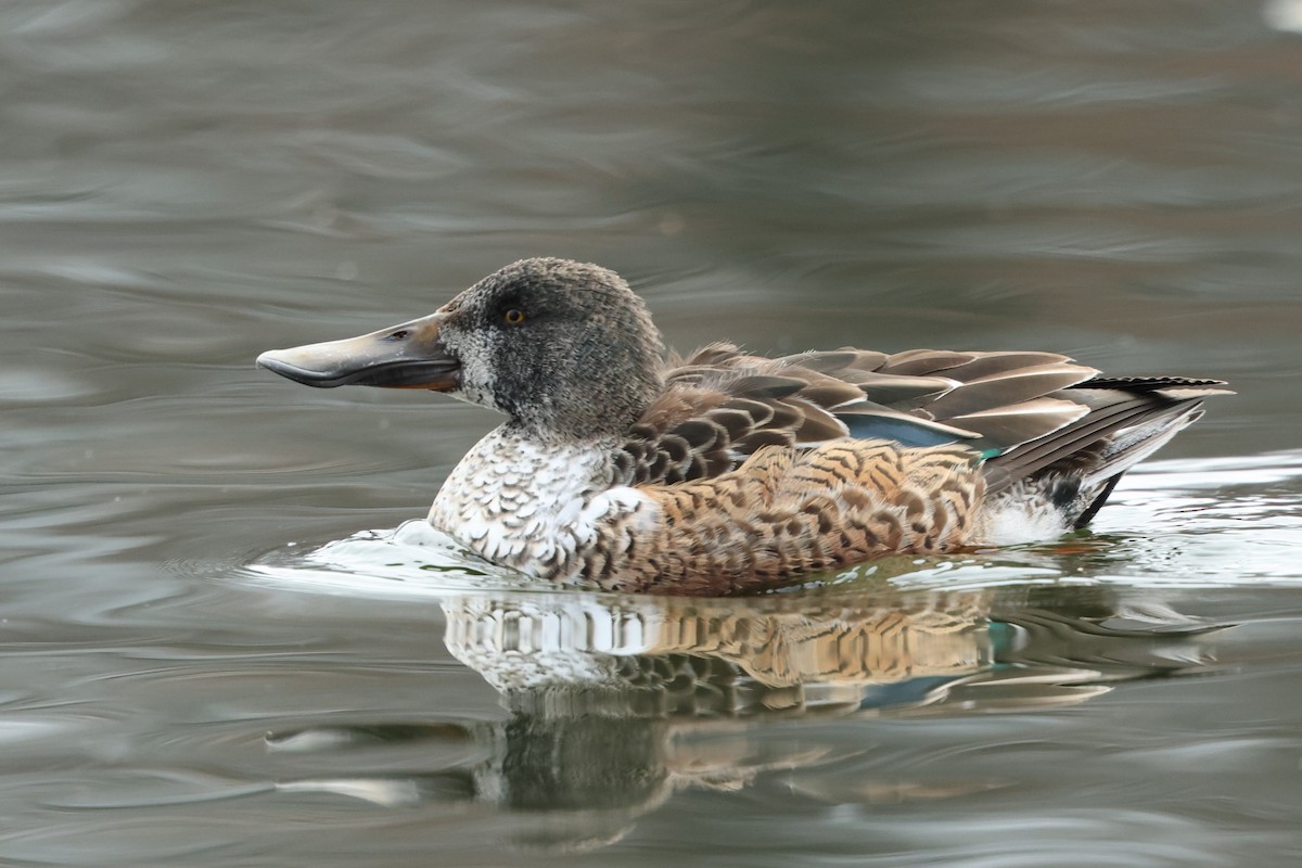 Ahate mokozabal zuria - ML646538358