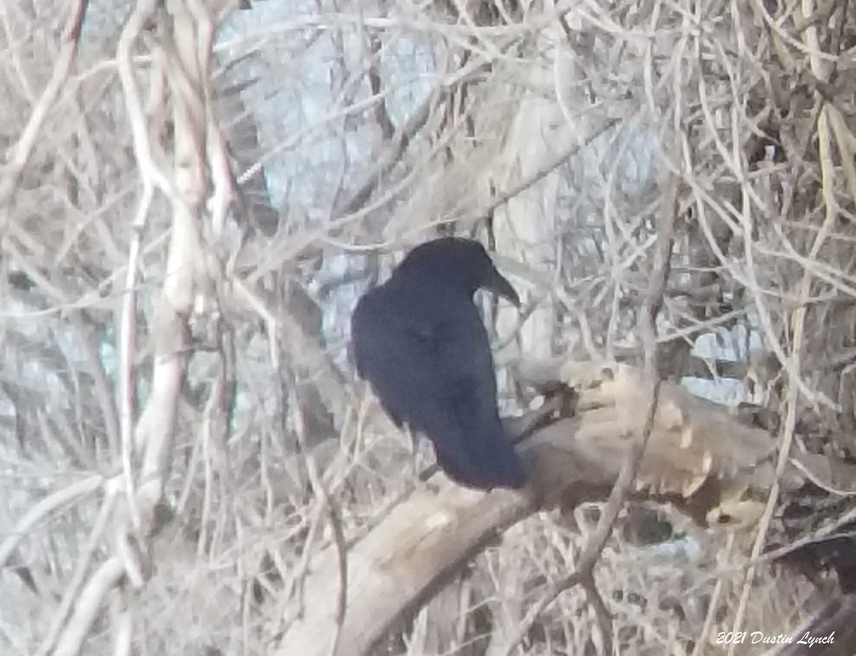 Chihuahuan Raven - ML646538359