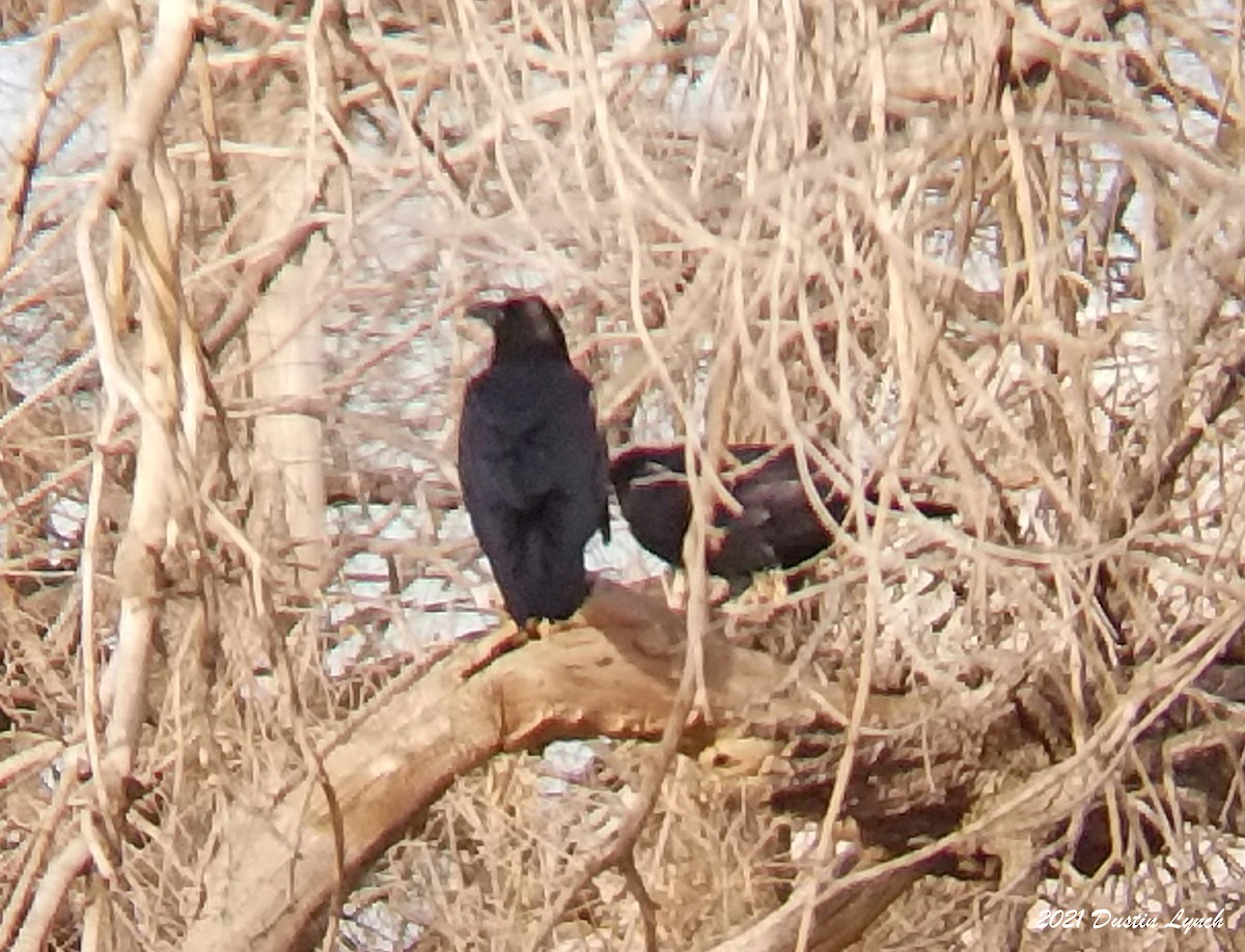 Chihuahuan Raven - ML646538360