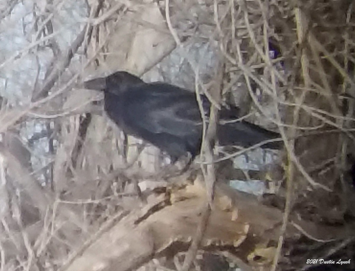 Chihuahuan Raven - ML646538361