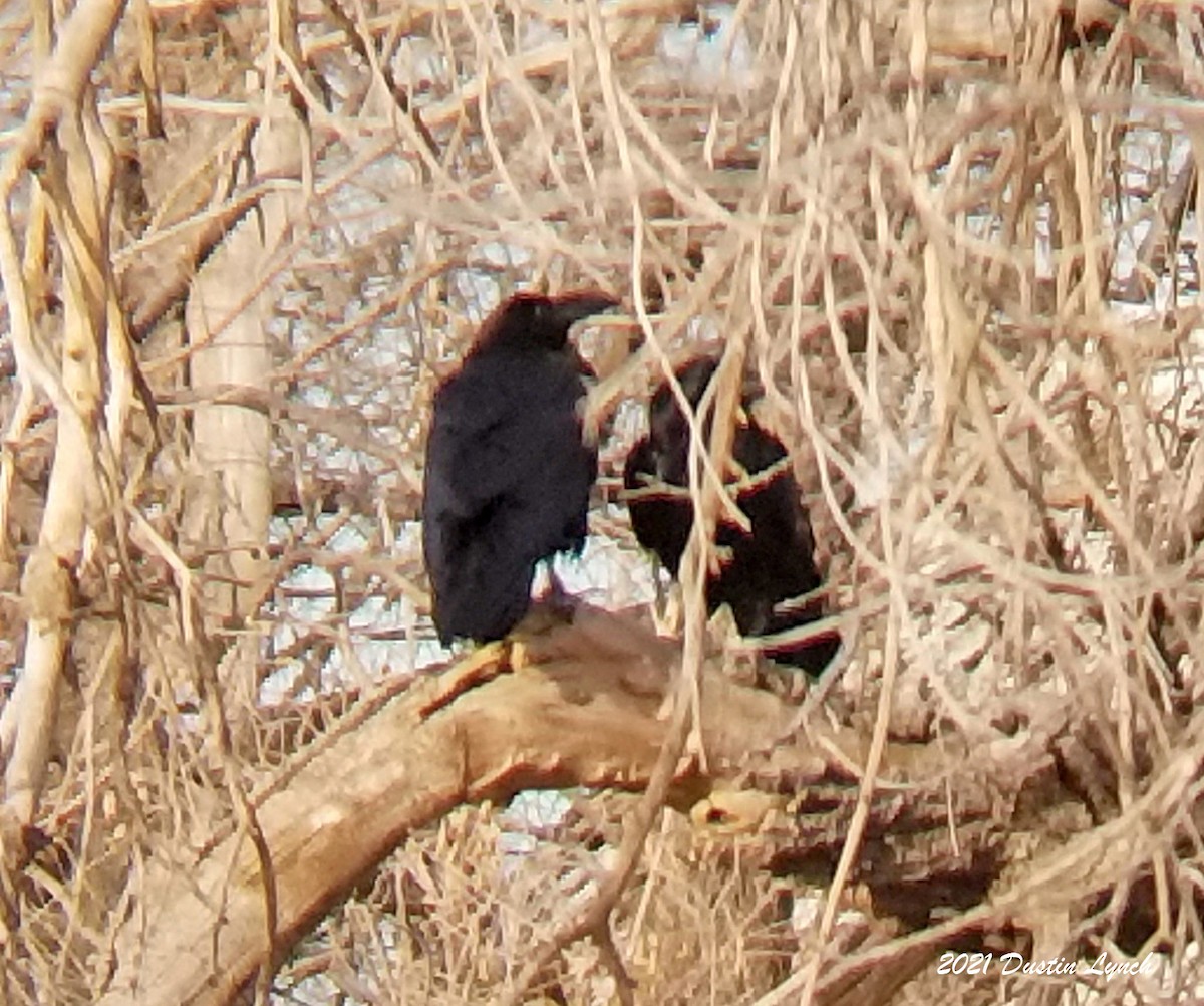 Chihuahuan Raven - ML646538363