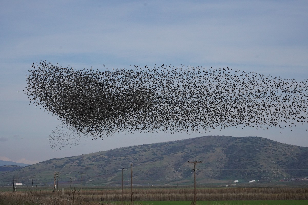 European Starling - ML646538364