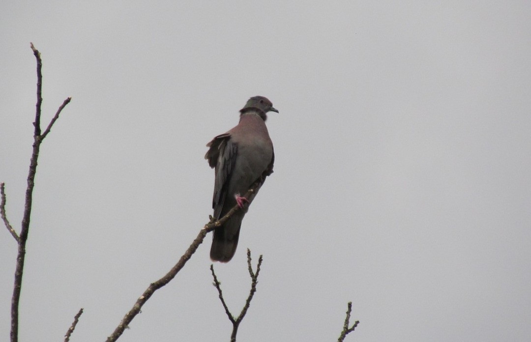 Pale-vented Pigeon - ML646538365