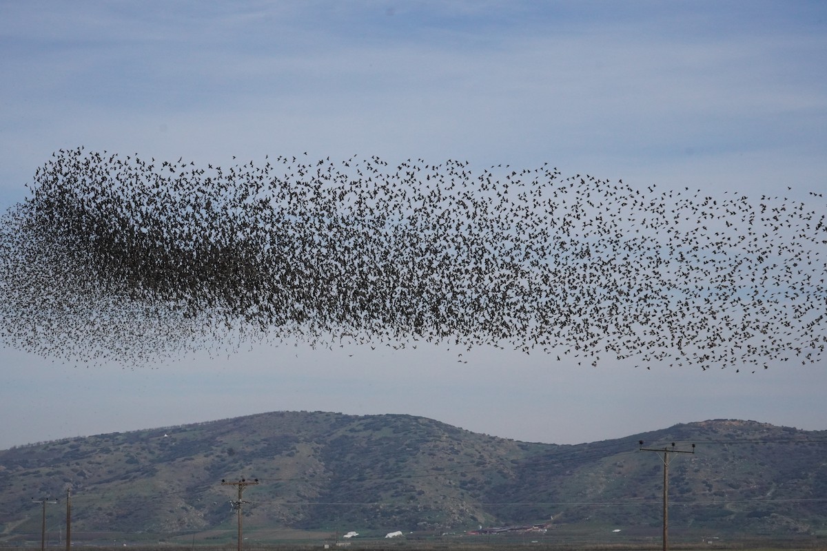 European Starling - ML646538367