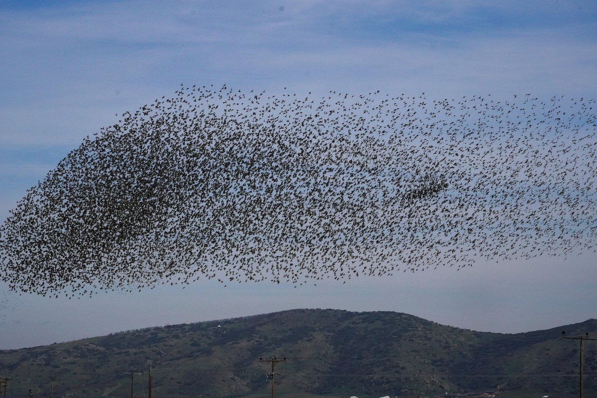 European Starling - ML646538368