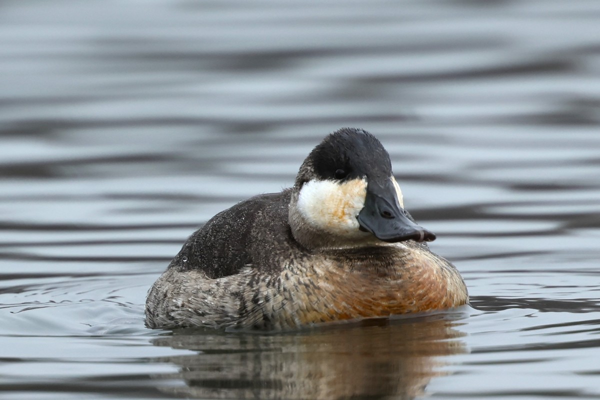 Ruddy Duck - ML646538369