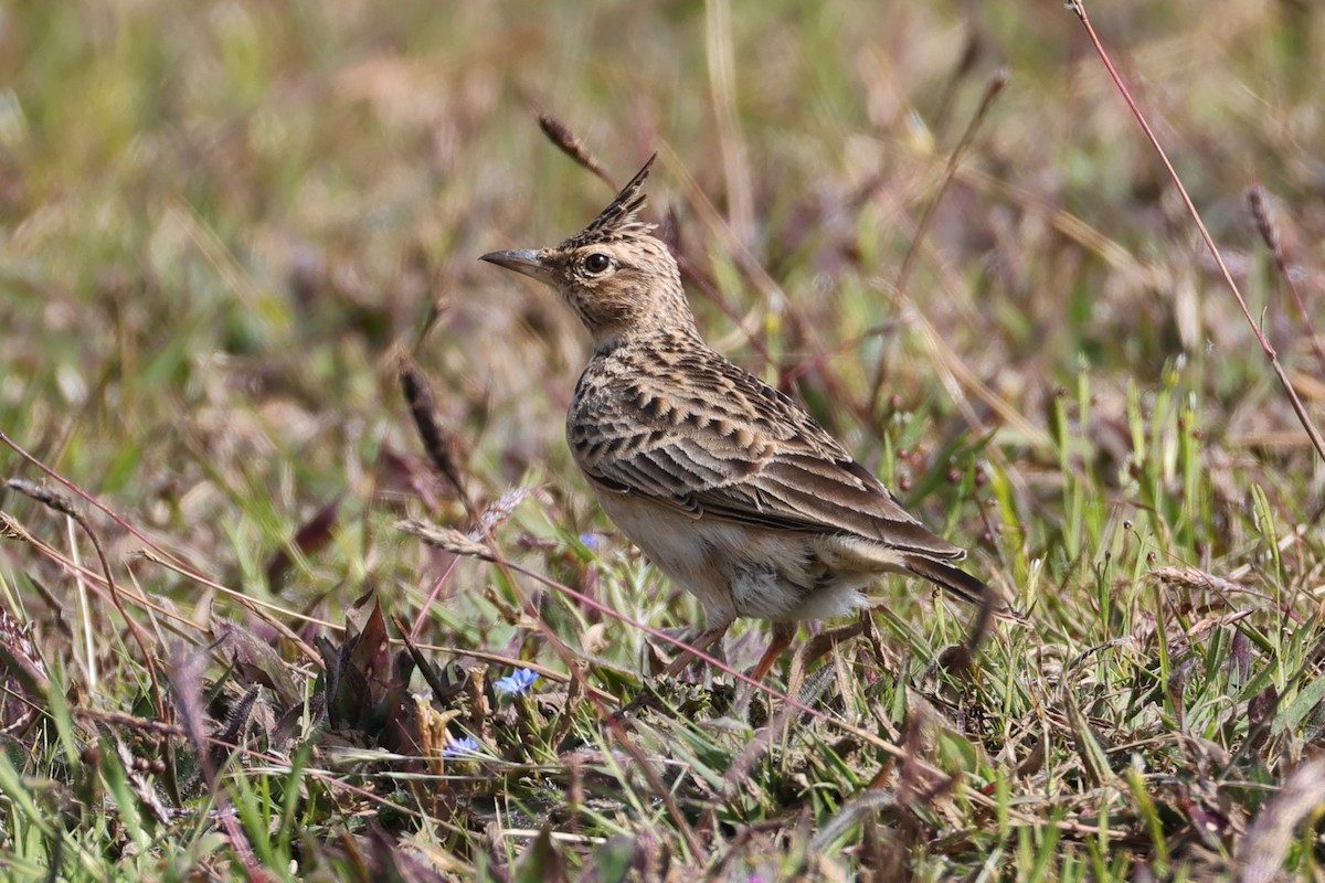 Malabar Lark - ML646538370
