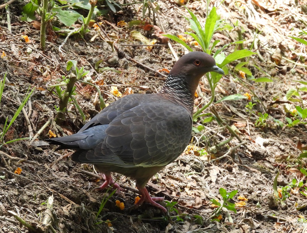 Pikazuro Güvercini - ML646538371