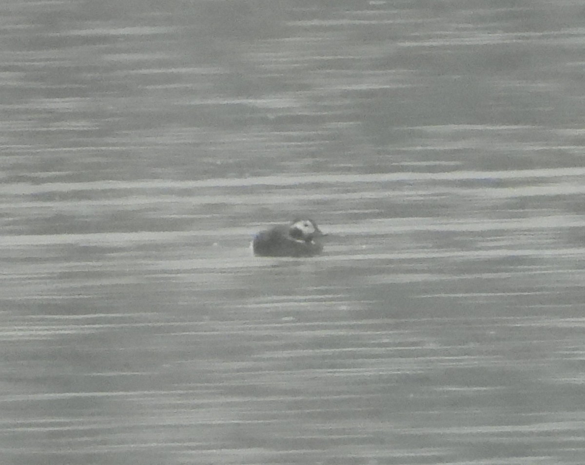 Long-tailed Duck - ML646538372