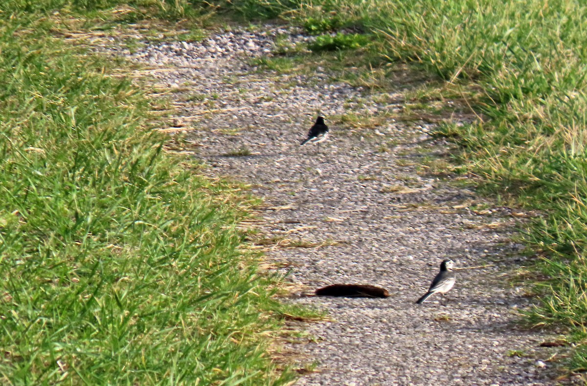 Bergeronnette grise (yarrellii) - ML646538373