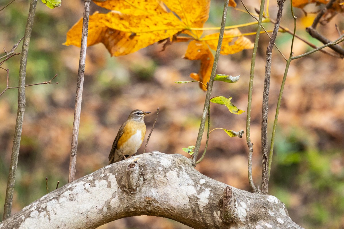 Дрізд вузькобровий - ML646538374
