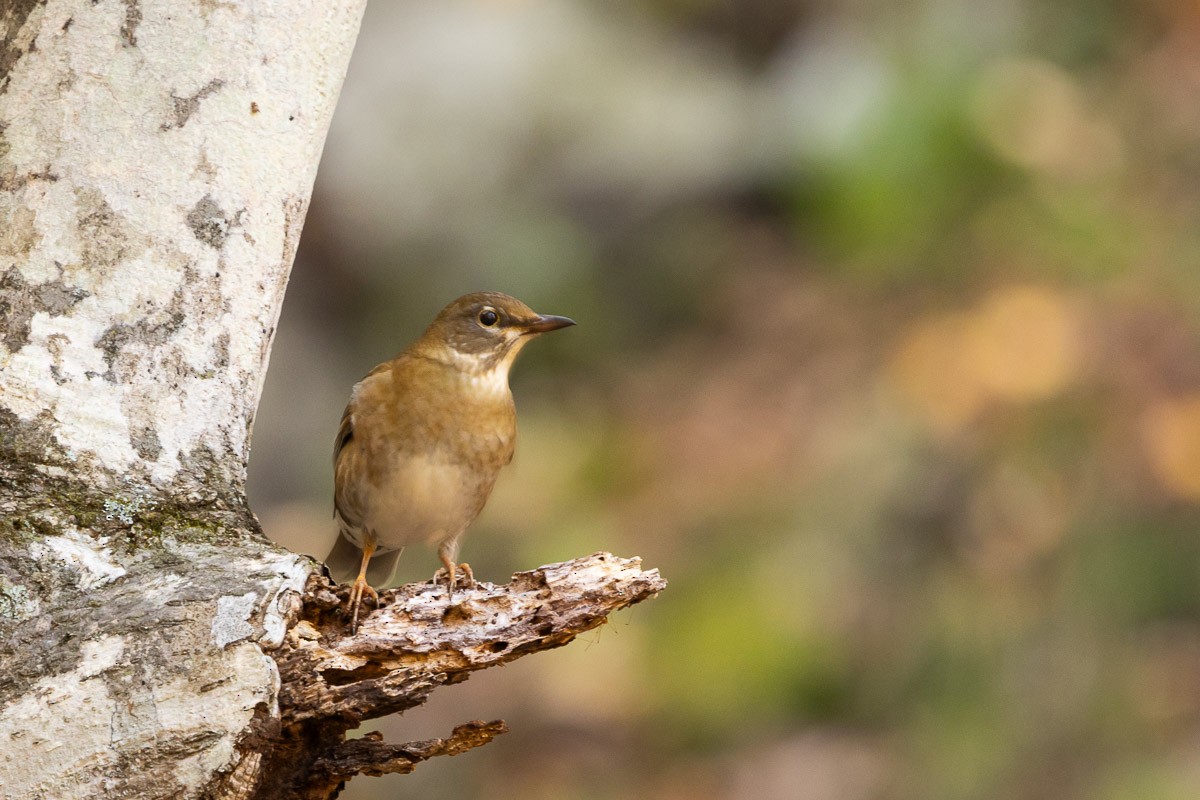 Дрізд блідий - ML646538377