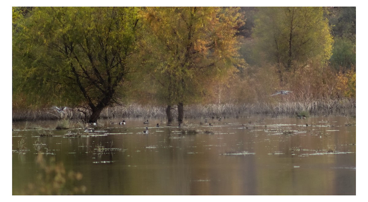 Northern Pintail - ML646538378