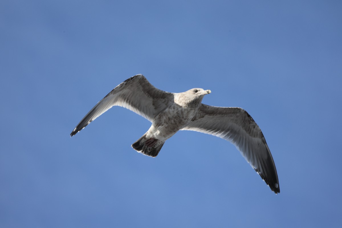 racek americký - ML646538379