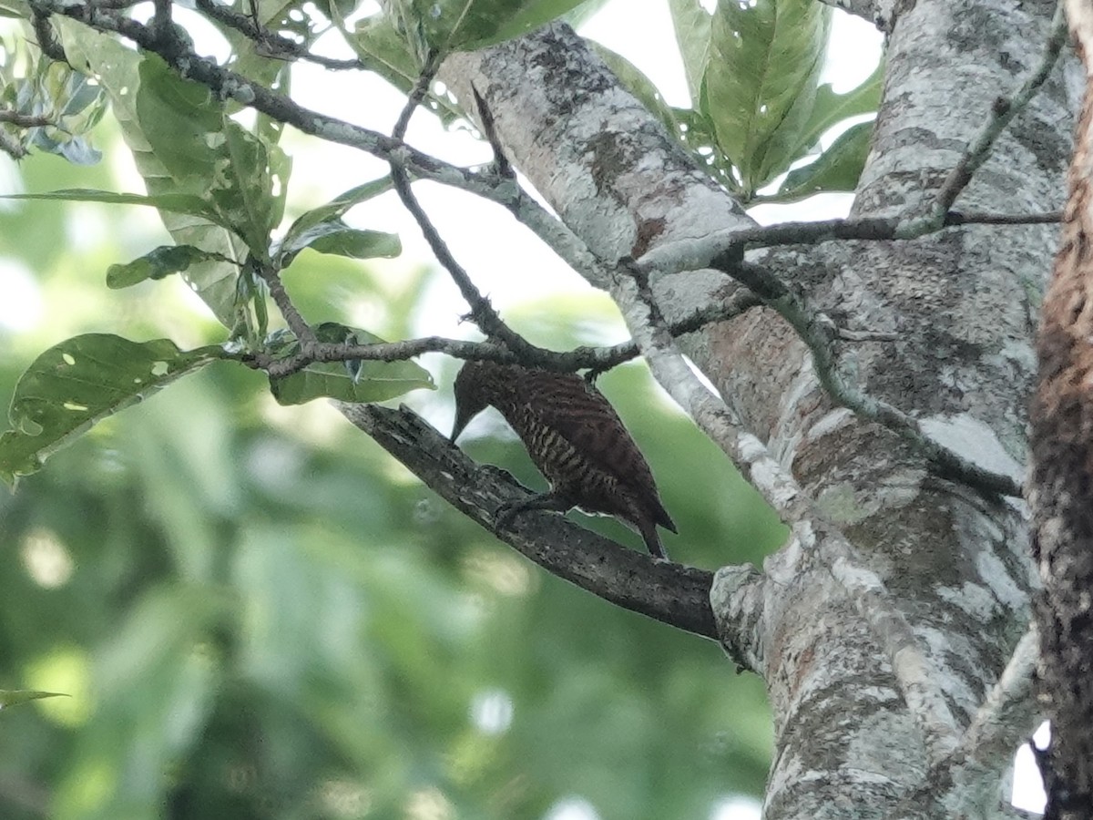 Waved Woodpecker - ML646538382
