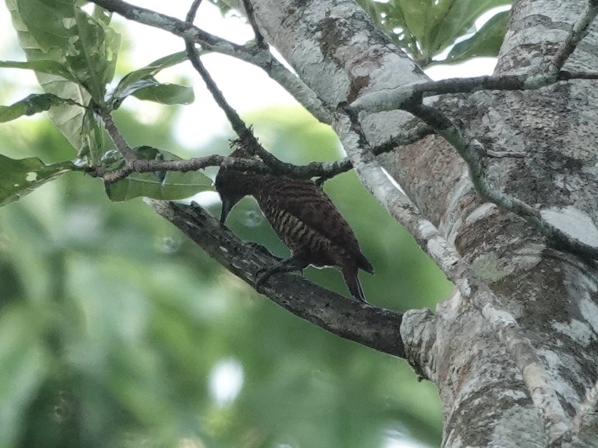 Waved Woodpecker - ML646538383