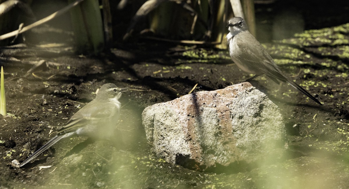 Капская трясогузка - ML646538384