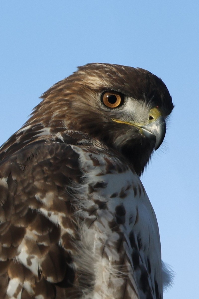 Red-tailed Hawk - ML646538385