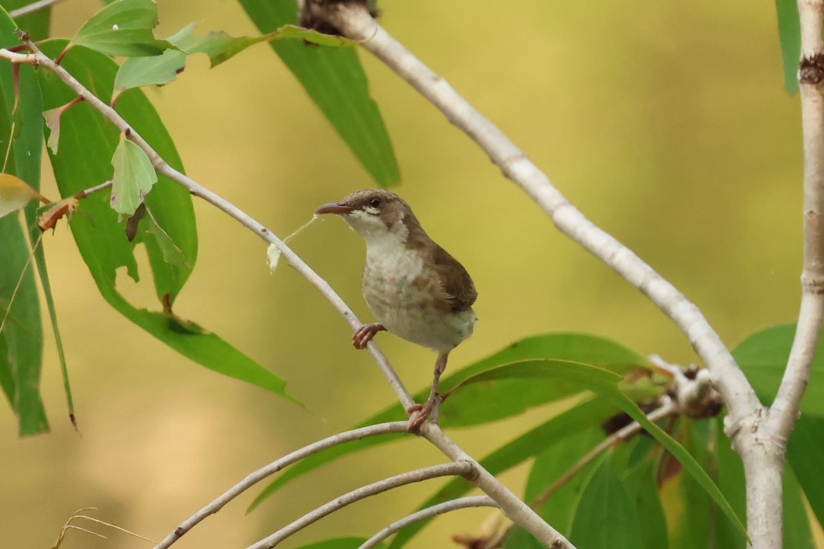 Brown-backed Honeyeater - ML646538386