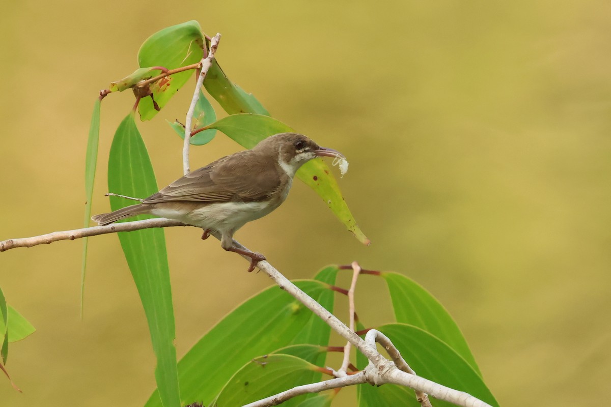 Brown-backed Honeyeater - ML646538387