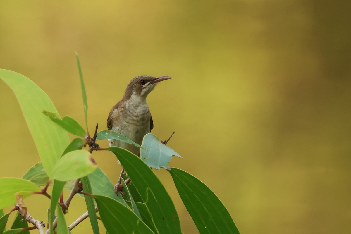 Brown-backed Honeyeater - ML646538388