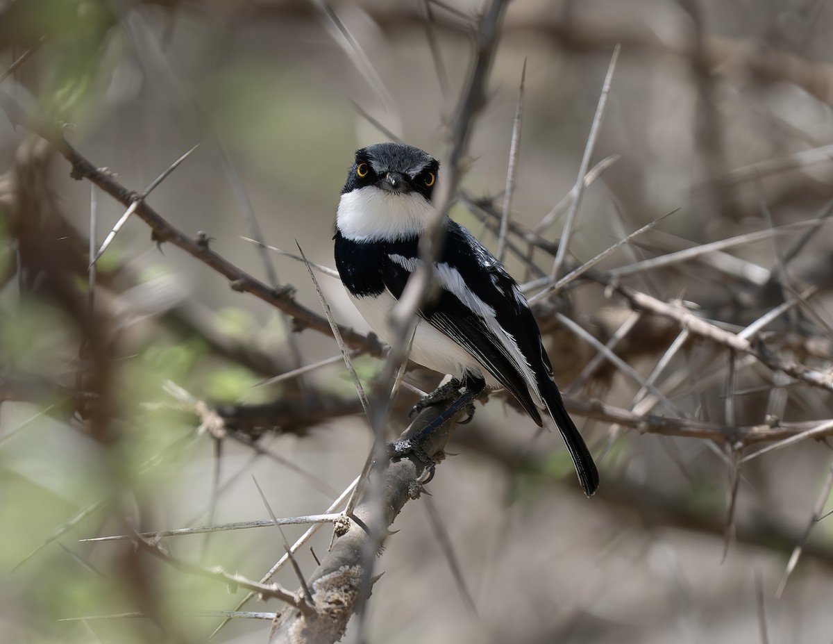 Chinspot Batis - ML646538393