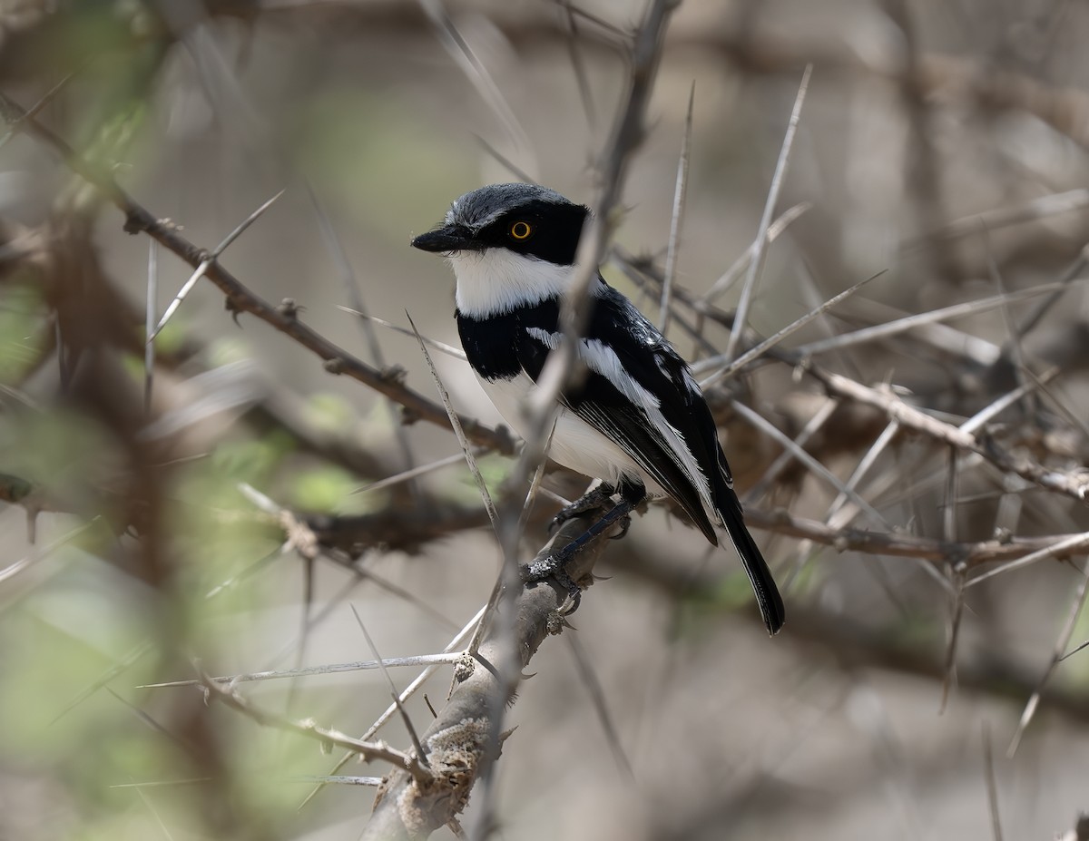 Chinspot Batis - ML646538394