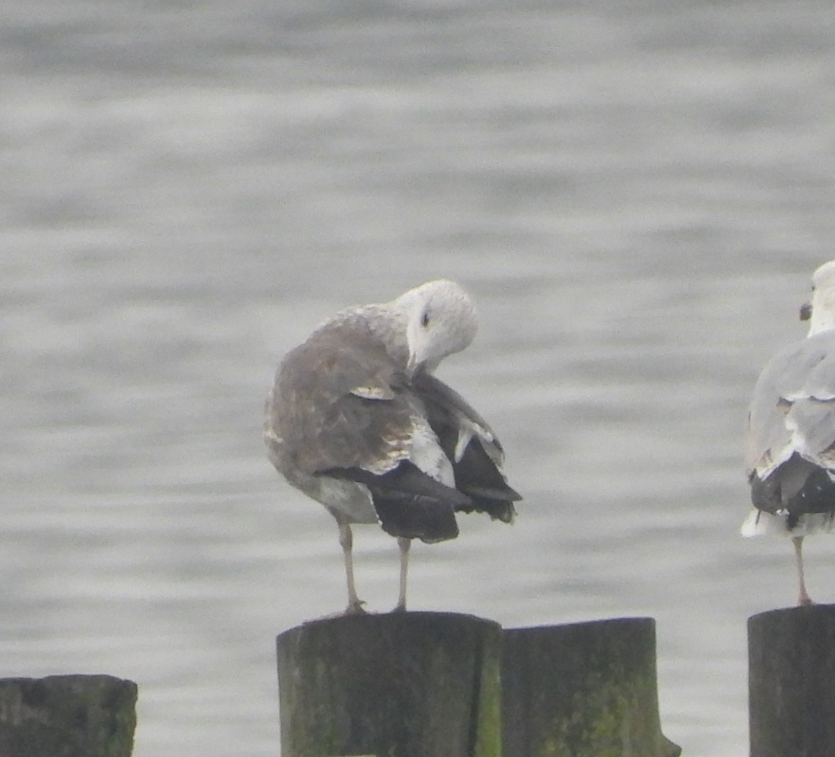 Lesser Black-backed Gull - ML646538395