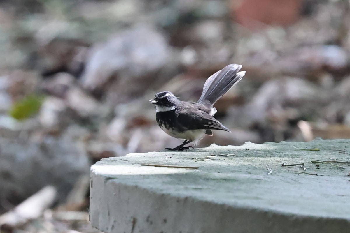 Spot-breasted Fantail - ML646538396