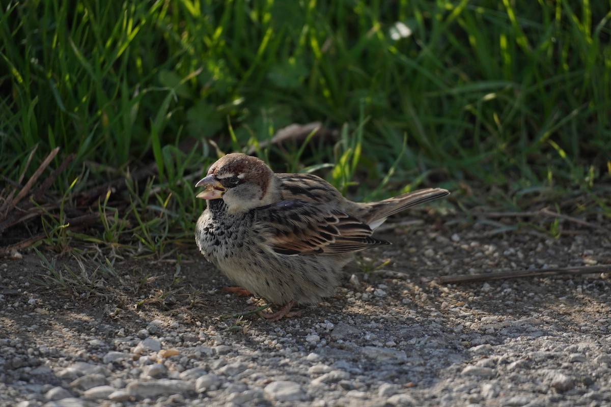 Spanish Sparrow - ML646538397
