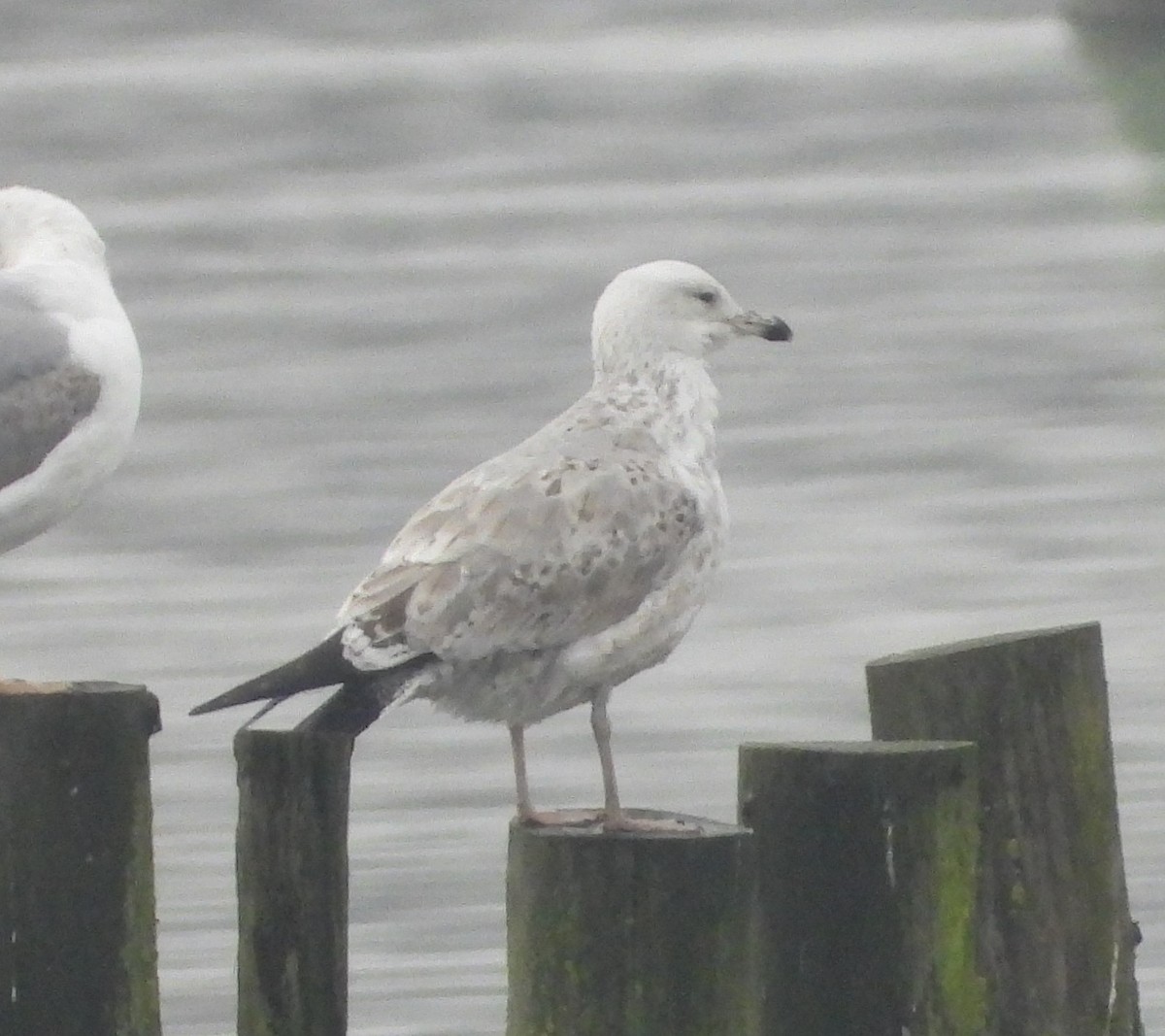 Caspian Gull - ML646538398