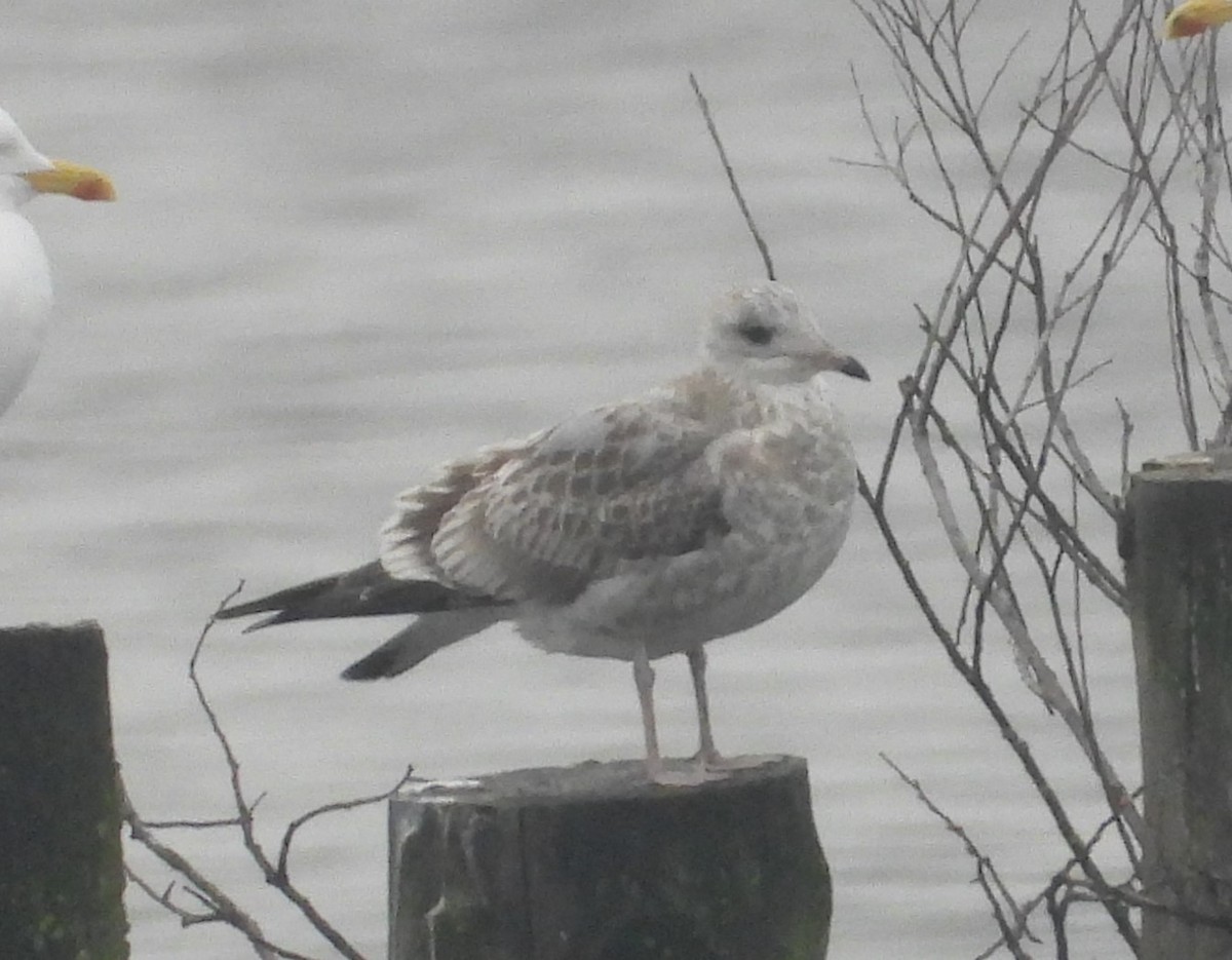 Common Gull - ML646538399