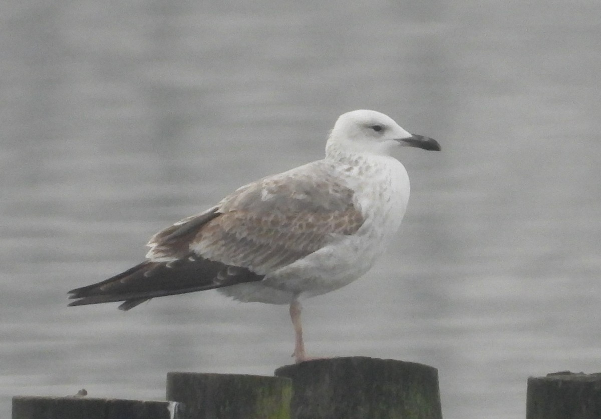 Caspian Gull - ML646538401