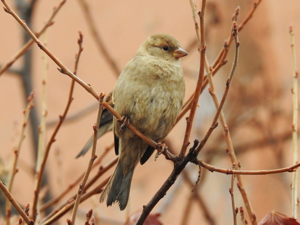 House Sparrow - ML646538402