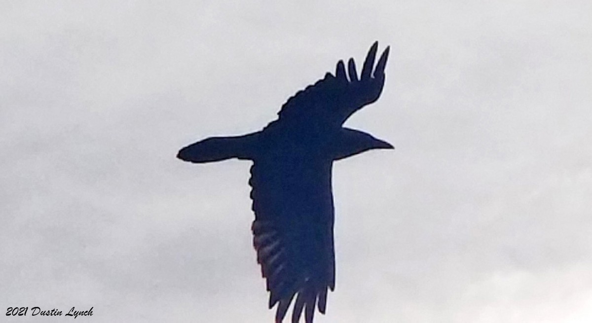 Chihuahuan Raven - ML646538406