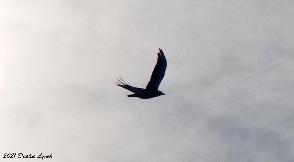 Chihuahuan Raven - ML646538407