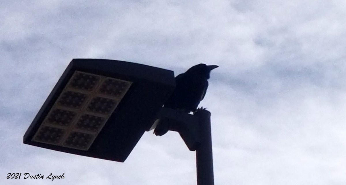 Chihuahuan Raven - ML646538408