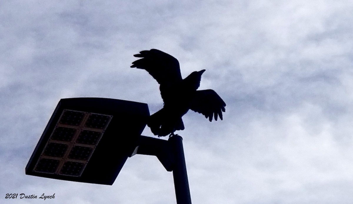 Chihuahuan Raven - ML646538409