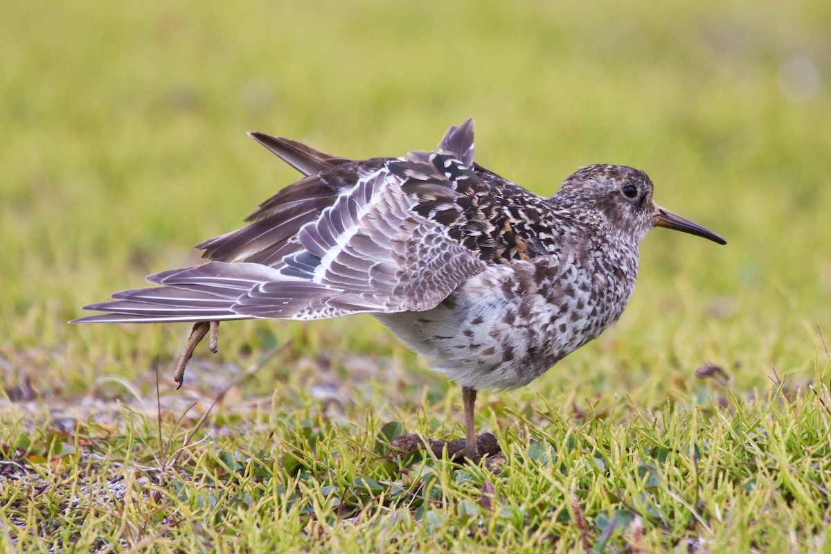 Морской песочник - ML646538412
