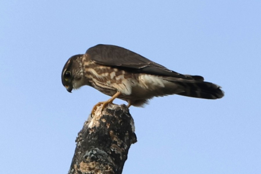 Merlin - ML646538415