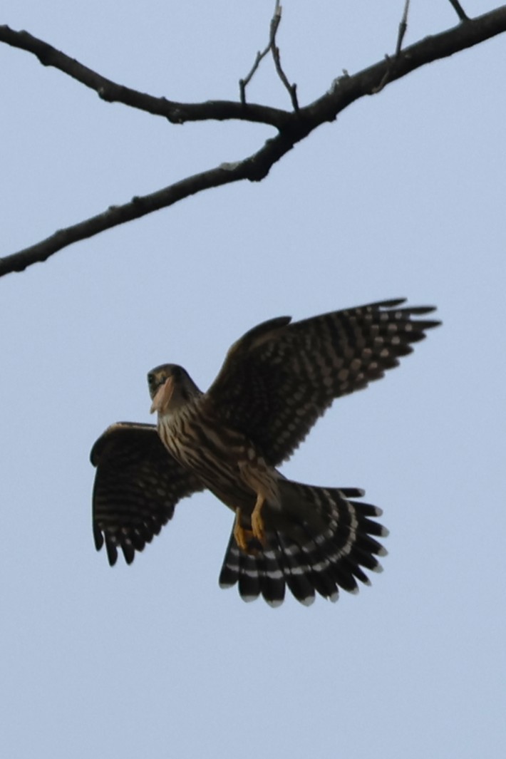 Merlin - ML646538416