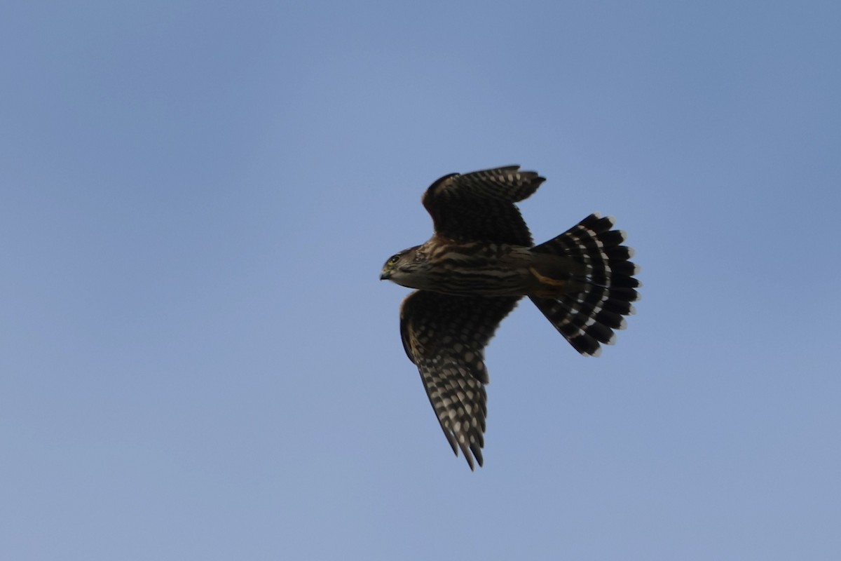 Merlin - ML646538417