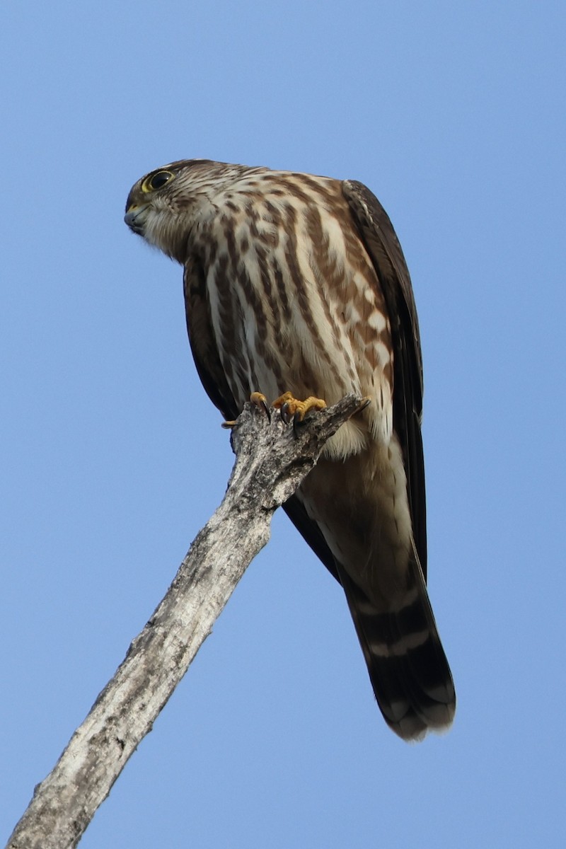 Merlin - ML646538418